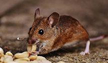 24 Hour & Emergency Exterminators in Mondovi, WI